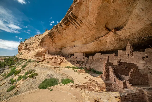 A wide-angle view of Long House, the second largest cliff dwelling in Mesa Verde National Park, Colorado. The well-preserved ancient Ancestral Puebloan stone structures — including multi-story masonry buildings, circular kivas, and ladders — are nestled under a massive sweeping sandstone overhang high on the canyon wall. A stone-lined pathway winds through the site, with sparse desert shrubs growing among the ruins. The scene is set against a vivid blue sky with wispy clouds.