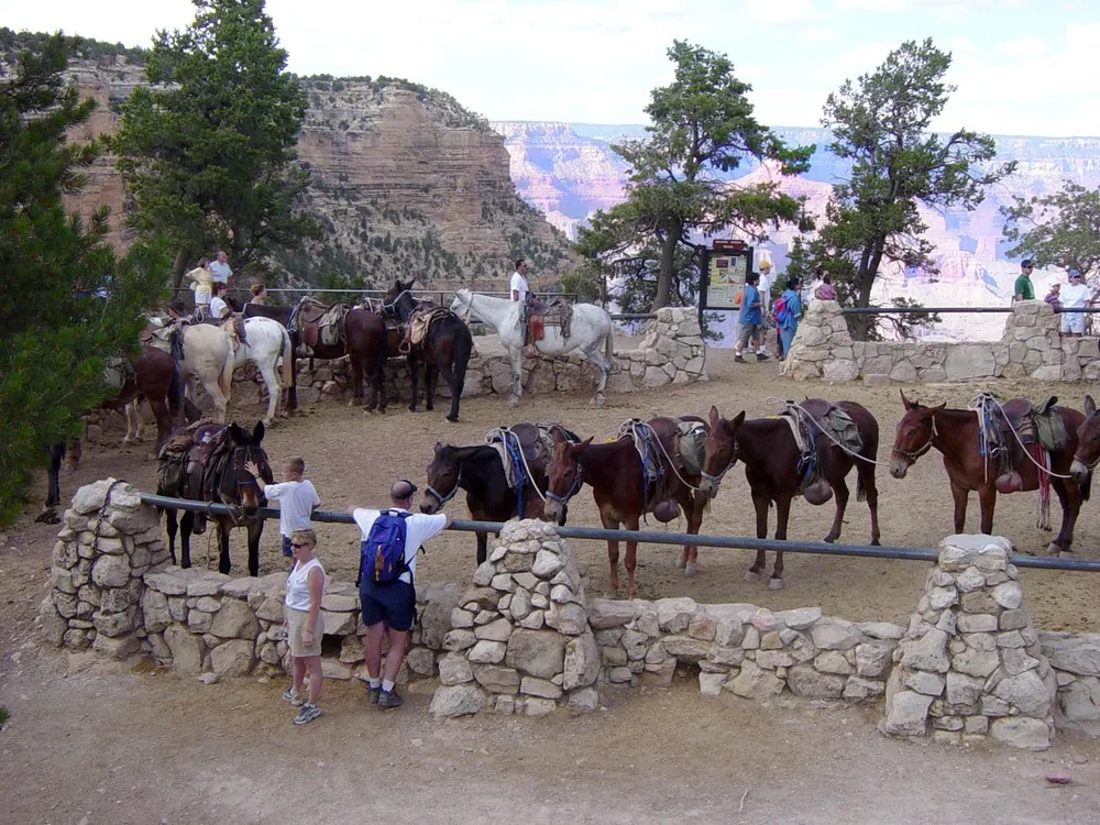 A line of saddled mules and horses tethered at a stone-walled corral on the Grand Canyon South Rim, with tourists gathered nearby and the canyon's edge in the background.