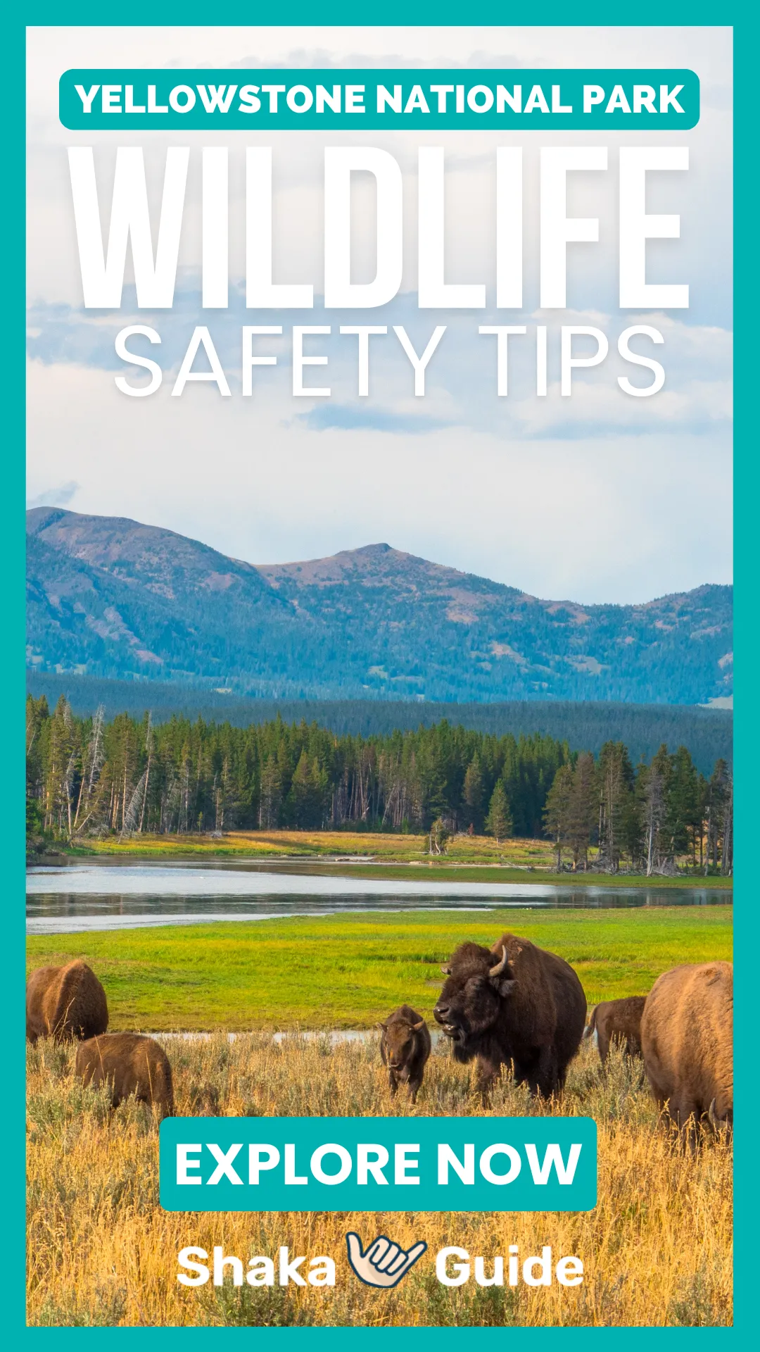 Bison grazing in an open meadow beside a reflective river with forested mountains in the distance.