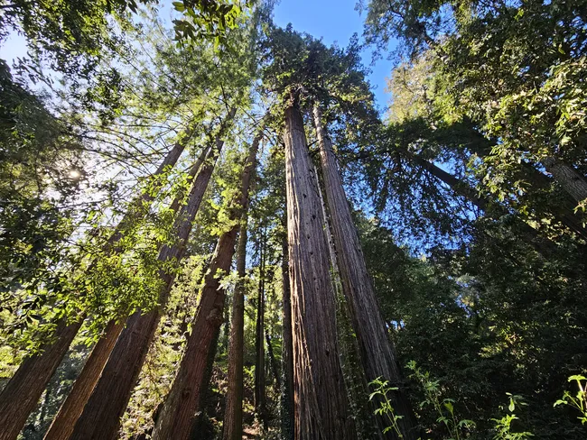 Towering redwood trees rise high above the forest floor, their massive trunks stretching toward a canopy of sunlit green foliage. Sunlight filters through the branches, creating dappled light and shadow throughout the dense woodland.
