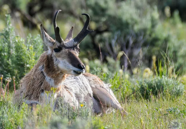 A pronghorn antelope with curved black horns rests in a grassy meadow dotted with wildflowers, surrounded by green shrubs and soft-focus vegetation.