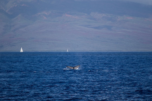 Lahaina - Hawaii Whale Watching Guide