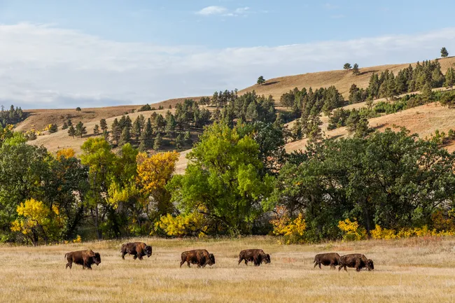 Bison graze peacefully on a golden prairie surrounded by fall foliage and rolling hills in Custer State Park.