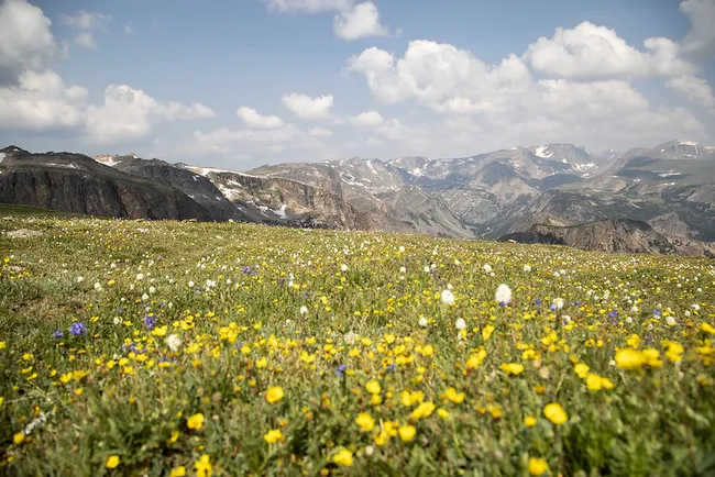 A vibrant alpine meadow filled with blooming yellow and white wildflowers stretches across the foreground, with the rugged, snow-speckled peaks of the Beartooth Mountains rising under a partly cloudy sky in the distance.