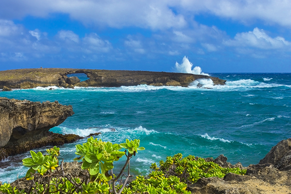 Drive and Sightsee Around Oahu Shaka Guide 