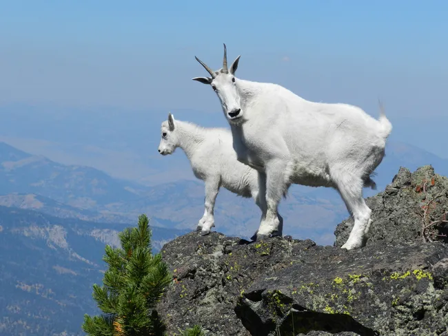 An adult mountain goat and its kid stand on a rocky alpine ridge, their white coats contrasting against rugged cliffs and distant mountain ranges under a clear blue sky.