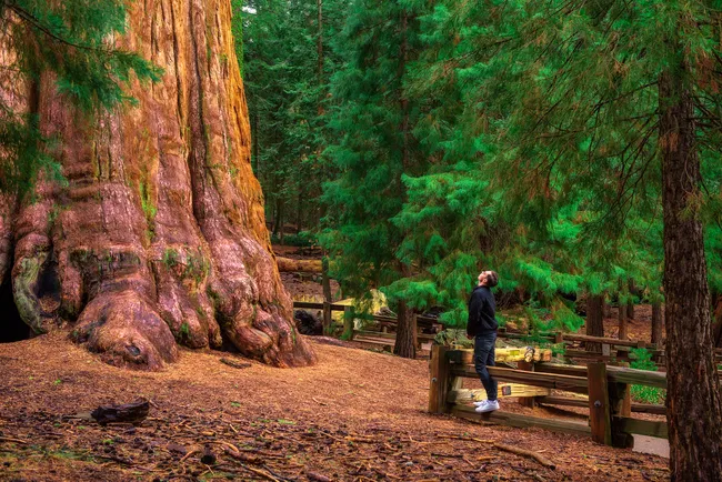 A man gazes up at the massive base of the General Sherman Tree, surrounded by dense forest in Sequoia National Park.