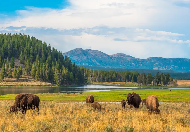 A herd of bison grazes in a golden meadow beside a winding river, with evergreen forests and distant mountains stretching across the horizon under a partly cloudy sky.