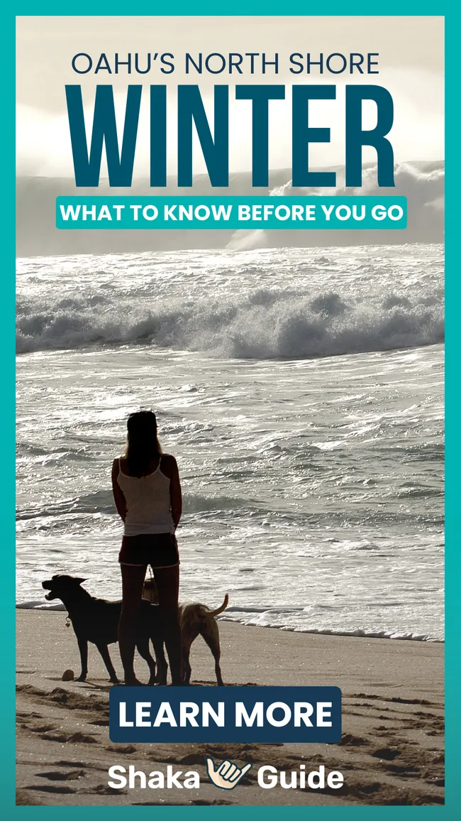 Woman with two dogs watches large winter surf on Oahu’s North Shore, featured in a Shaka Guide promo.