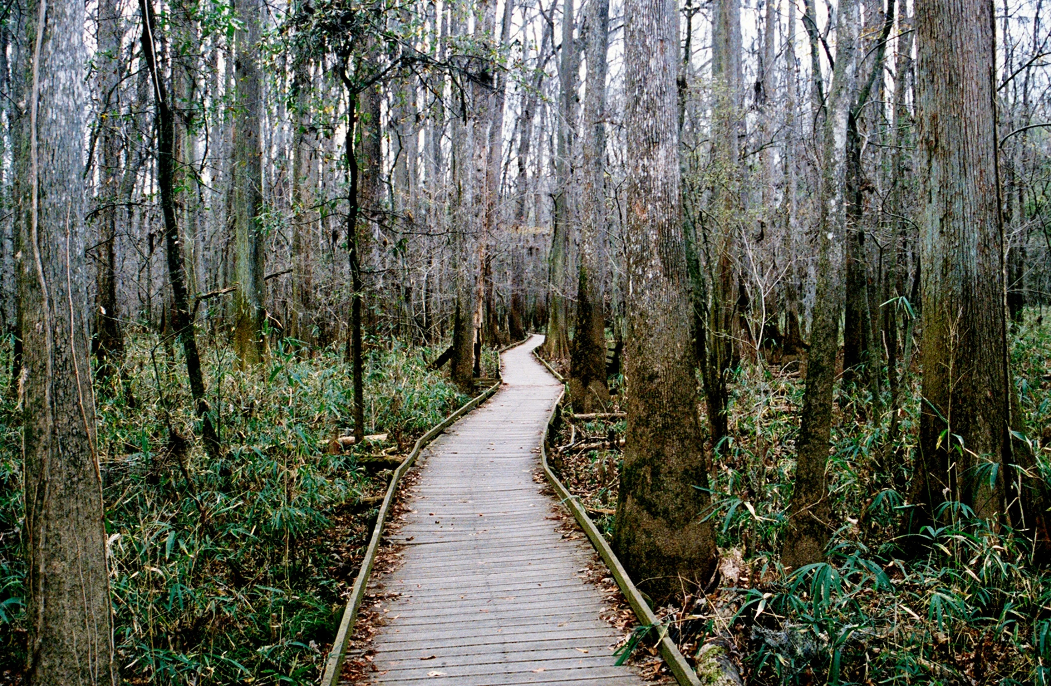 Wooden boardwalk winding through a dense forest of tall cypress trees and greenery at Congaree National Park.