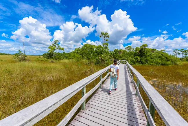 A person walks along the wooden boardwalk of Mahogany Hammock Trail in Everglades National Park under a bright blue sky with scattered clouds.