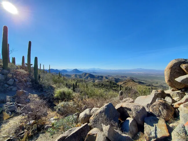 Desert landscape view from Wasson Peak along Hugh Norris Trail in Saguaro National Park, featuring tall saguaro cacti, rocky terrain, and distant mountain ranges under a bright blue sky.