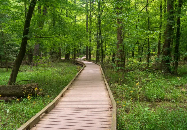 A wooden boardwalk winds through a lush green forest, surrounded by dense vegetation and tall trees in a peaceful natural setting.