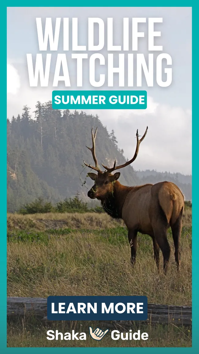 Promotional graphic titled “Wildlife Watching Summer Guide,” featuring a bull elk standing in a grassy meadow with a forested hillside in the background. Large text appears above the elk, with a “Learn More” call-to-action button and the Shaka Guide logo at the bottom.