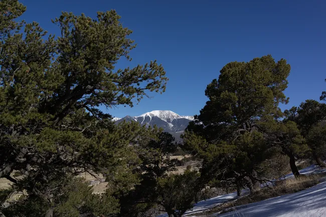 Snow-capped peak of the Sangre de Cristo Mountains viewed through pine trees along the Montville Nature Trail under a clear blue sky.