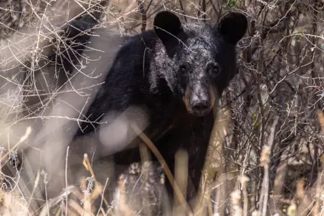 black bear 