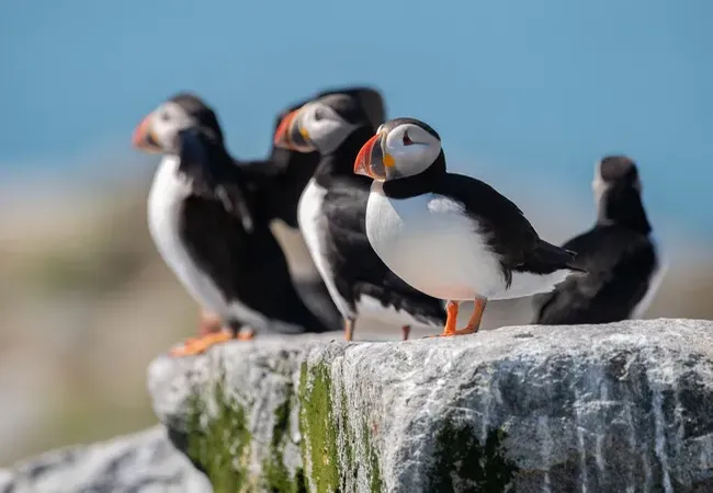 A group of Atlantic puffins stands on a rocky coastal ledge, their black-and-white plumage and colorful orange beaks contrasting against a softly blurred blue sky.