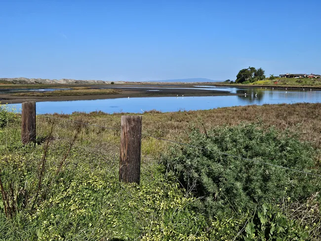 A calm coastal wetland reflects the clear blue sky, with shallow channels winding through marsh grasses and mudflats. Birds stand in the water near sandy dunes and low vegetation, creating a peaceful estuary landscape along the shoreline.