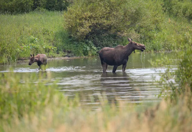 Two moose wade in a calm, shallow pond surrounded by dense green grass and shrubs.  Let me know if you want this saved in memory or need alt text for any of the other images.