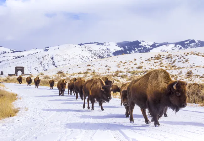A herd of bison walking along a snowy road with mountains in the background.