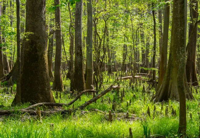 Sunlit forest scene with tall cypress and pine trees surrounded by lush grass and cypress knees in Congaree National Park.