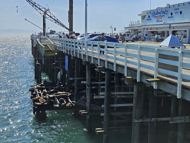 A busy waterfront pier extends over sparkling blue water, with visitors walking near restaurants and parked cars along the boardwalk. Beneath the pier, a large group of sea lions rests on wooden platforms supported by weathered pilings.