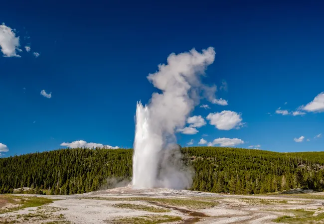 A tall column of steam and water shoots upward from a geyser surrounded by open grassy ground and dense evergreen forest under a bright blue sky.