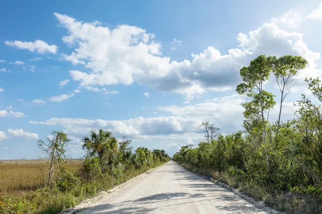 A narrow, straight gravel road stretches toward the horizon along the Scenic Loop Road in Everglades National Park, Florida. Tall slash pines, saw palmettos, and subtropical scrub vegetation line both sides of the road, with open golden sawgrass prairie visible to the left. Large white cumulus clouds drift across a vivid blue sky on a sunny day.