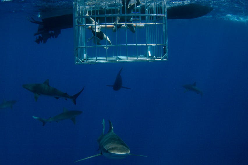 diving with sharks