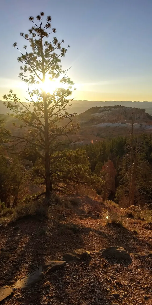 Sunrise shining through a lone pine tree overlooking Bryce Canyon’s rugged cliffs and forested valleys.