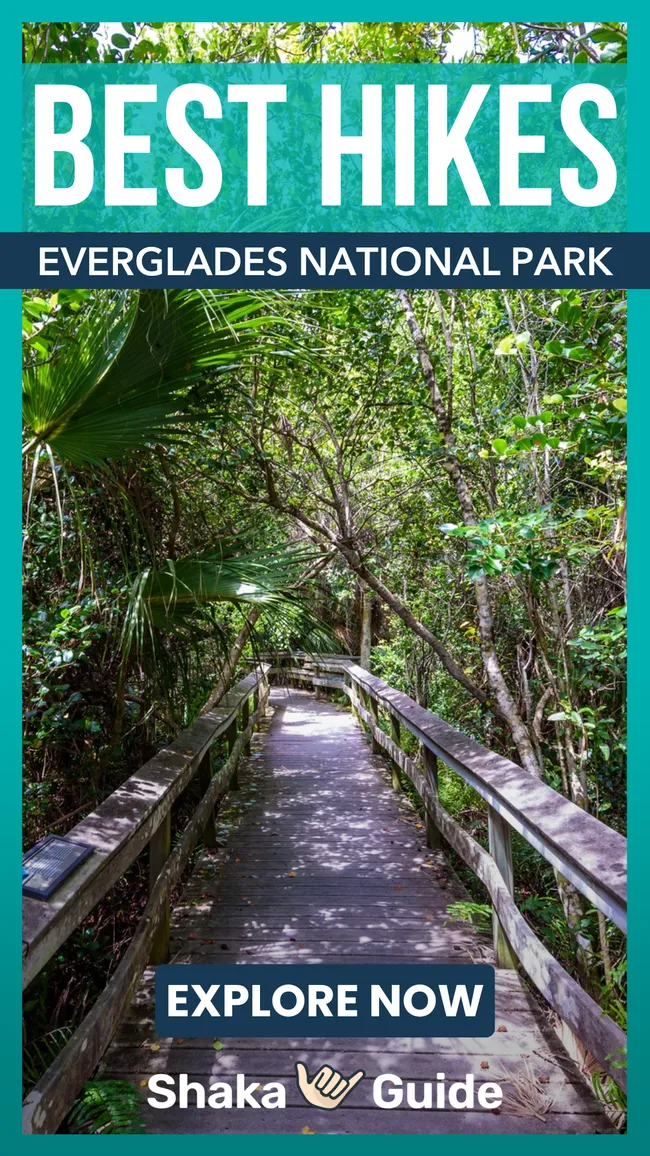 Elevated wooden boardwalk cutting through dense, green forest in Everglades National Park, with sunlight filtering through the trees.