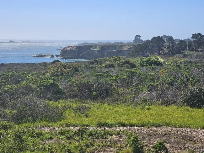 A coastal landscape of low green shrubs and winding trails overlooks rugged sea cliffs and calm blue ocean waters. Rocky outcrops and tree-lined bluffs extend into the distance, creating a scenic view of the undeveloped shoreline under a clear sky.
