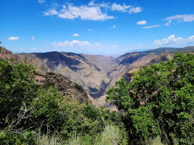 View of Black Canyon from a lush overlook, with bright green foliage framing steep canyon walls under a vibrant blue sky.