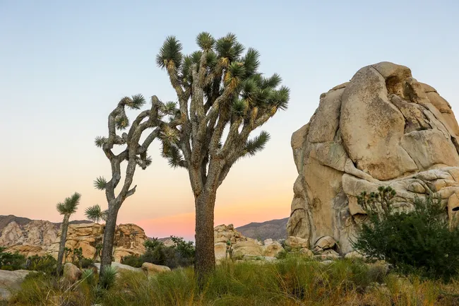 Joshua trees standing tall beside massive rock formations at sunset in Joshua Tree National Park, California.