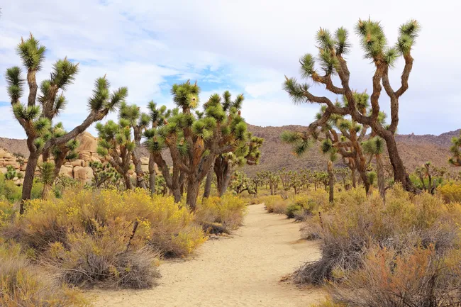 A sandy trail winds through a dense grove of Joshua trees in California's high desert landscape.