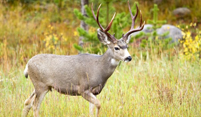 mule deer on the grass