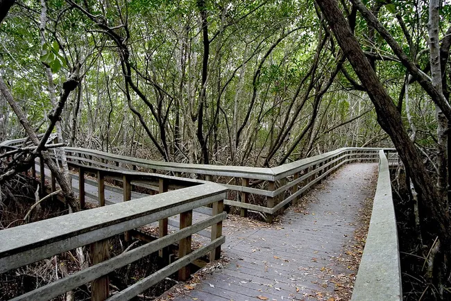 A wooden boardwalk winds through dense mangrove forest in Everglades National Park under a canopy of twisted trees.