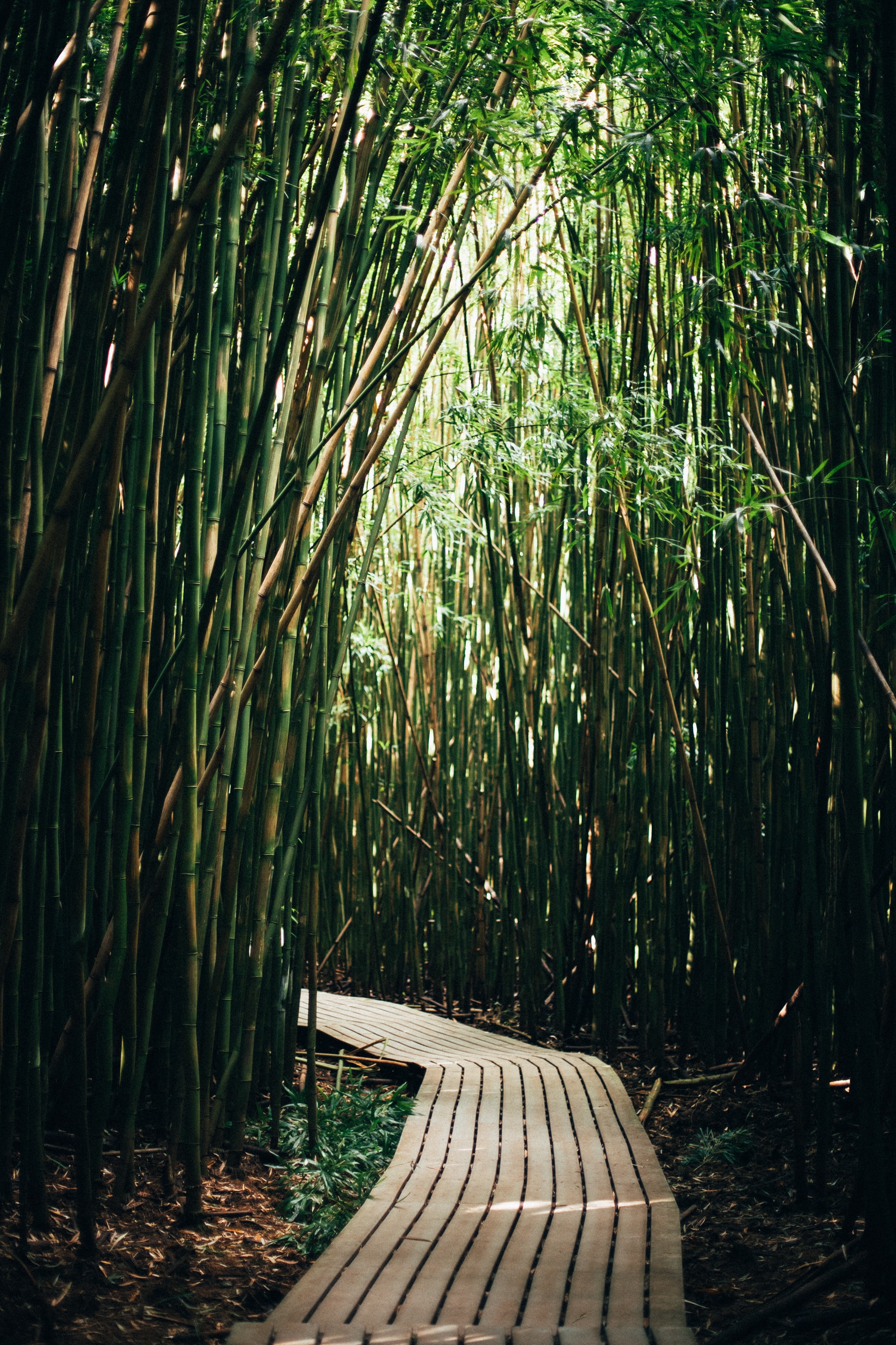 Pipiwai and Waimoku Falls Travel Shaka Guide