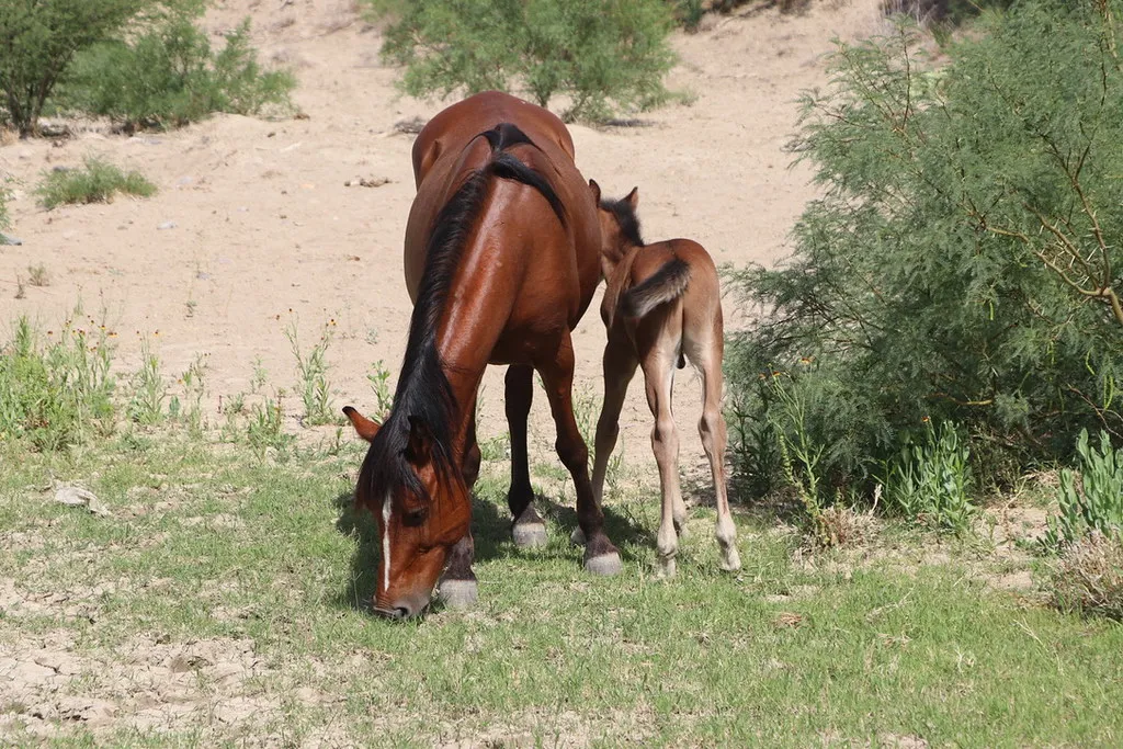 A wild horse grazes alongside its foal on a grassy patch in the desert terrain of Big Bend National Park.