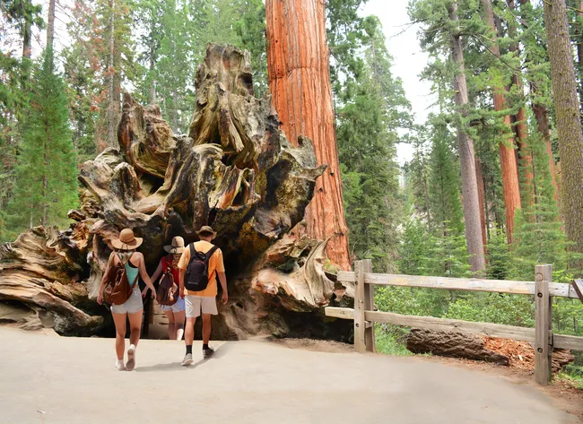 Visitors walking through the hollowed trunk of a giant sequoia tree in a lush forest setting.