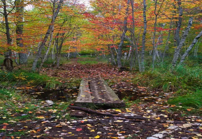 Wooden footbridge crossing a small stream surrounded by colorful autumn trees in Acadia National Park.
