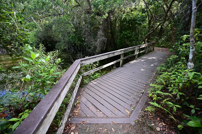 A wooden boardwalk winds through lush green foliage on the shaded Gumbo Limbo Trail in Everglades National Park.
