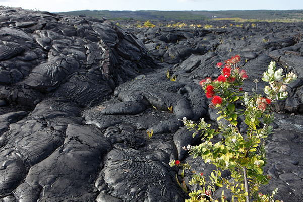 Shaka Guide's Hawaii Volcanoes National Park Tour Itinerary