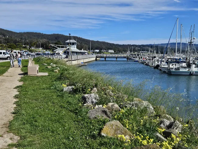 A peaceful harbor is lined with sailboats docked along floating piers, with calm blue water reflecting the sky. A grassy waterfront path runs beside the marina, where people stroll past wildflowers and rocks with wooded hills in the background.
