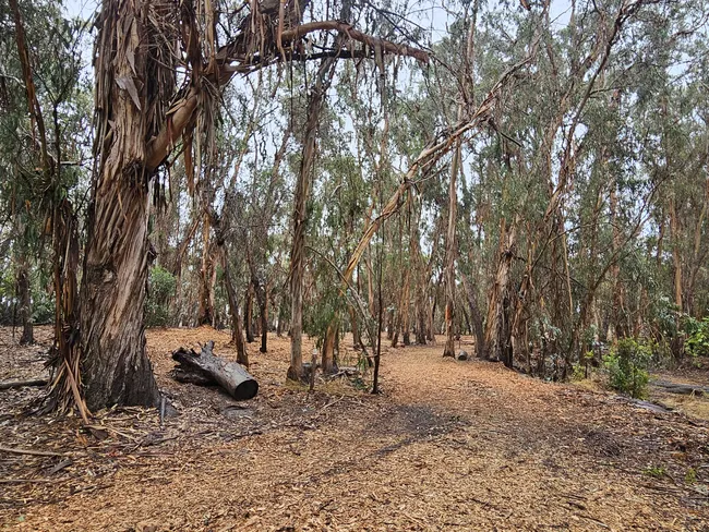 A wide-angle view of a dense grove of tall, slender trees with peeling, shaggy reddish-brown bark. A wide walking path covered in golden-brown wood chips winds through the trees, with a large fallen log resting on the left side of the trail under a canopy of thin green leaves.