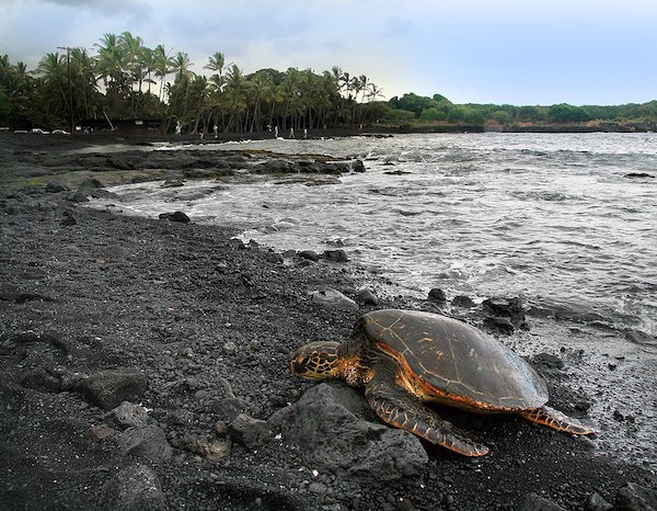 Green_turtle_Punaluu_Beach_Big_Island - family friendly places big island 