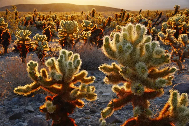 cholla cactus on daylight